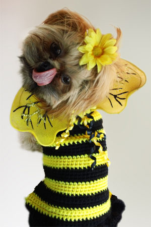 crochet-dog-bumble-bee-sweater