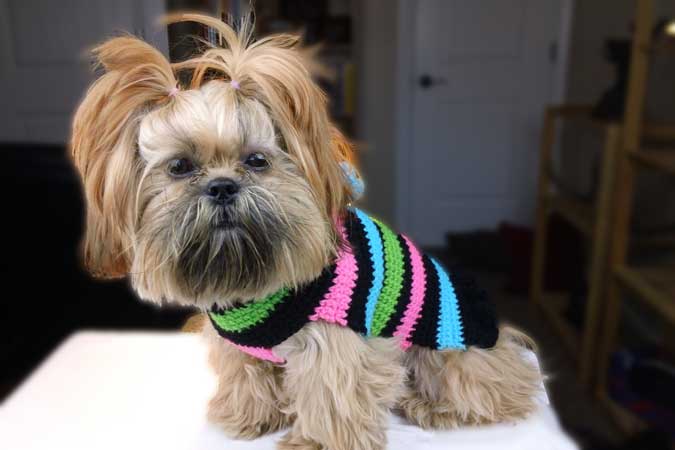 Free Beginner Crochet Dog Sweater Patterns Free Printable Dandy Dog free-beginner-crochet-dog-sweater-patterns-free-printable-dandy-dog