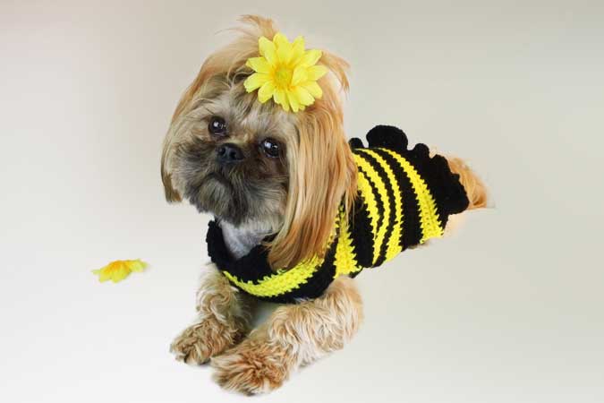 crochetguru-dog-sweater