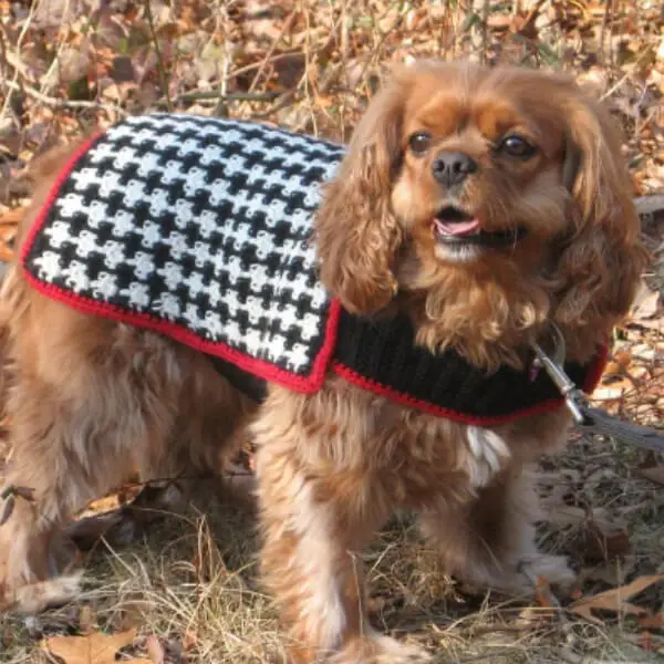 hound-of-baskervilles-dog-coat