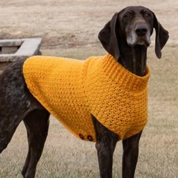 large-dog-sweater-pattern